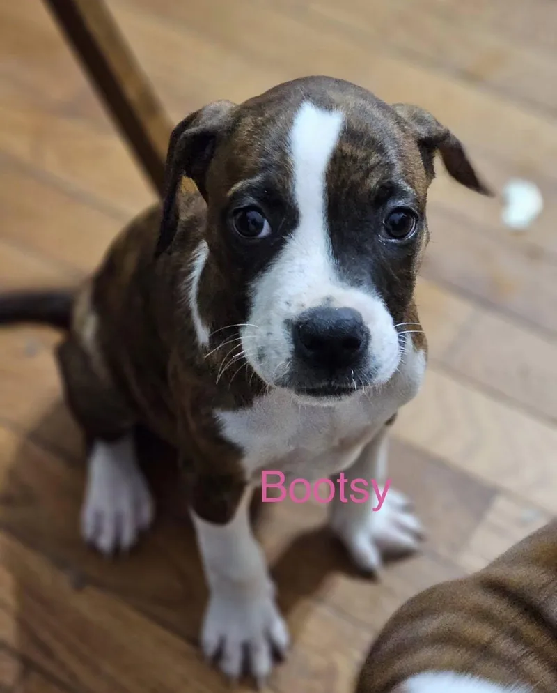 A baby medium-sized female Mixed Breed dog named Bootsie for adoption in Fairfield, NJ