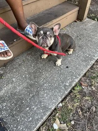 An adult medium-sized female French Bulldog dog named Eevee for adoption in Gainesville, FL