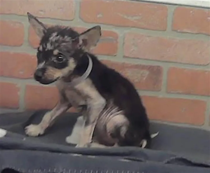A baby small-sized female German Shepherd Dog dog named Athens for adoption in Houston, TX