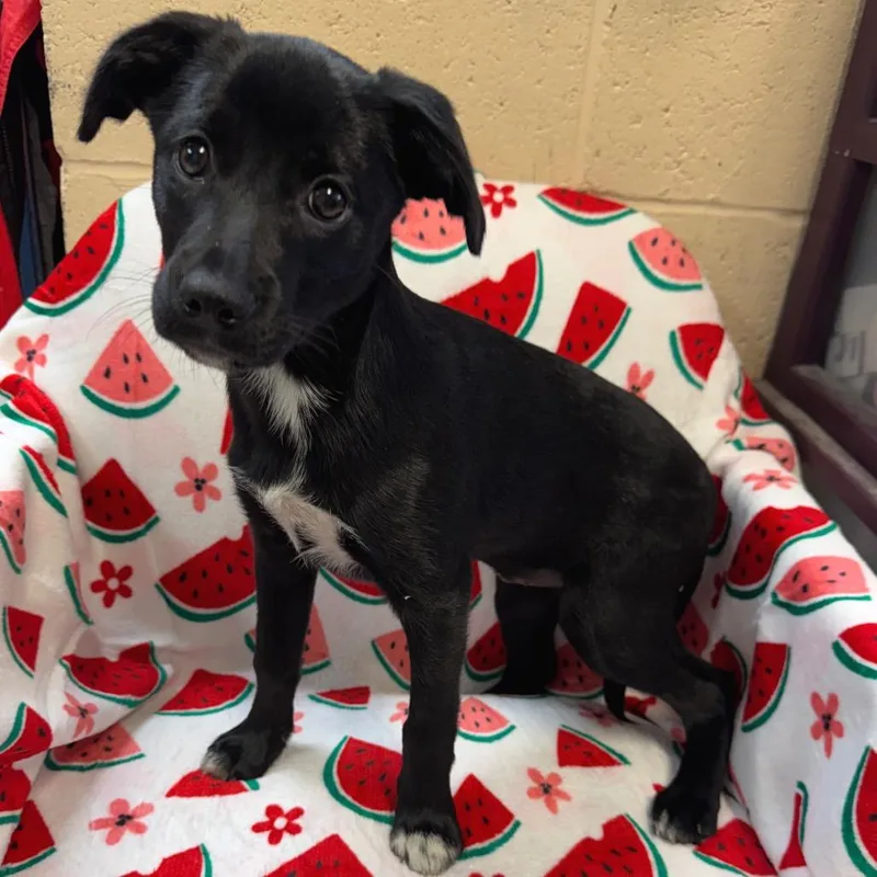A baby small-sized female Black Mixed Breed dog named Leah for adoption in Kittanning, PA
