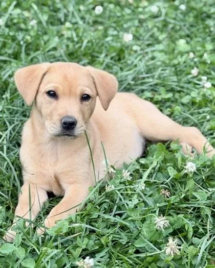 A baby medium-sized female Beagle dog named Bliss for adoption in Malvern, PA