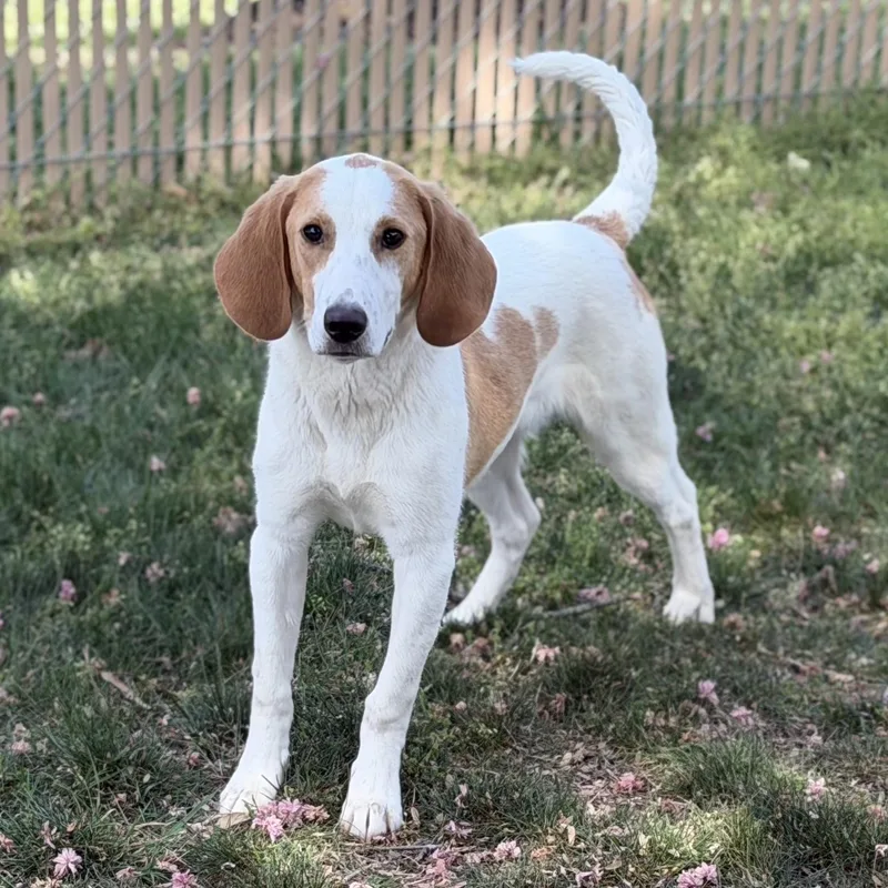 A young medium-sized male Red / Chestnut / Orange Hound dog named Valor for adoption in Fredericksburg, VA