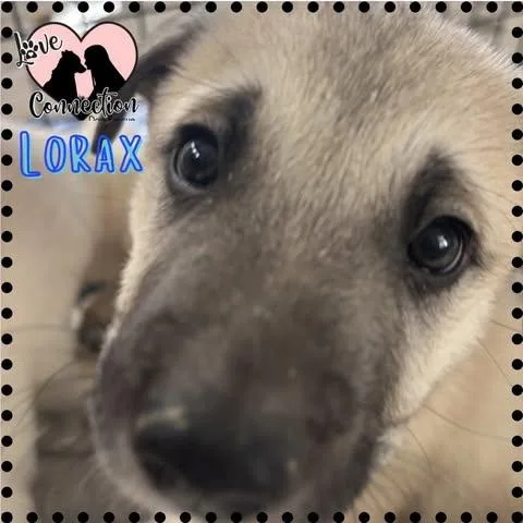 A baby medium-sized male Yellow / Tan / Blond / Fawn Shepherd dog named Lorax for adoption in Gilbert, AZ