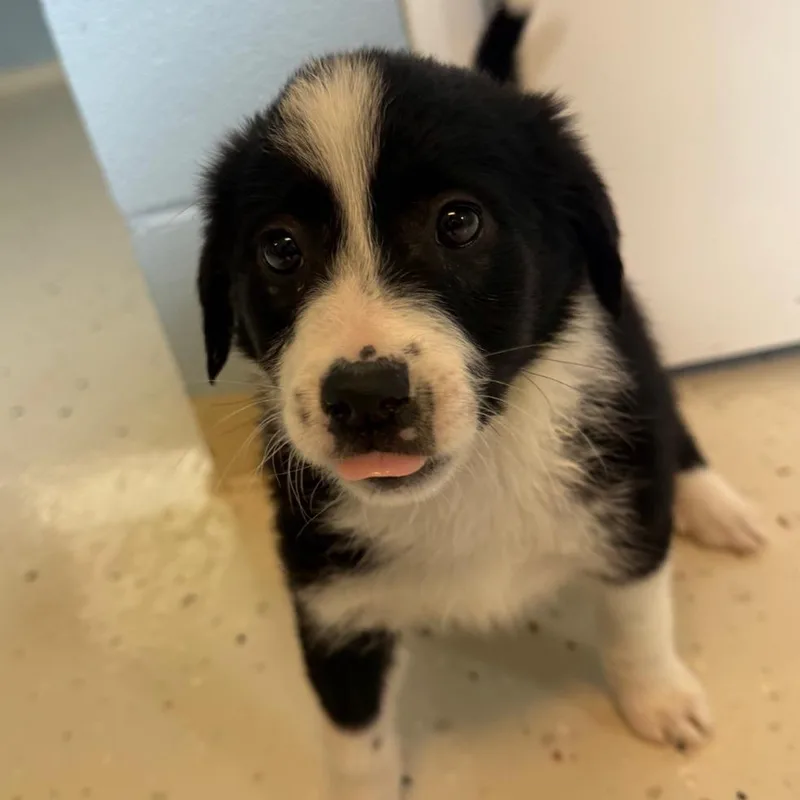 A baby small-sized female Black Mixed Breed dog named Indi for adoption in LOXAHATCHEE, FL