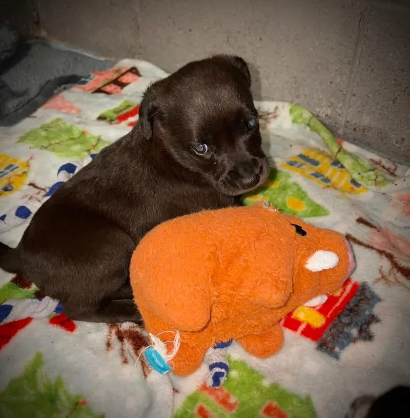 A baby small-sized female Labrador Retriever dog named Prim for adoption in Ada, OK