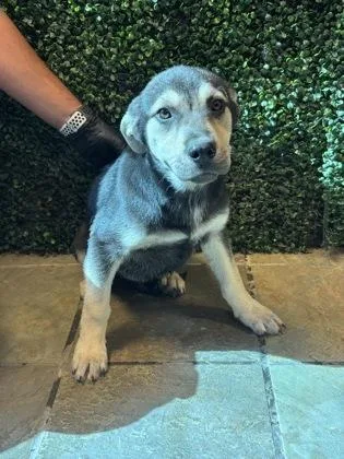 A baby medium-sized male Black Mixed Breed dog named 60978658 for adoption in El Paso, TX