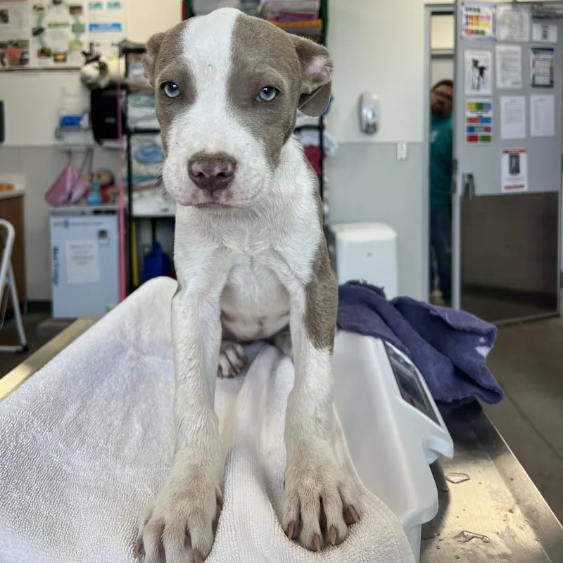A baby medium-sized female White / Cream Mixed Breed dog named 111736 for adoption in Las Cruces, NM