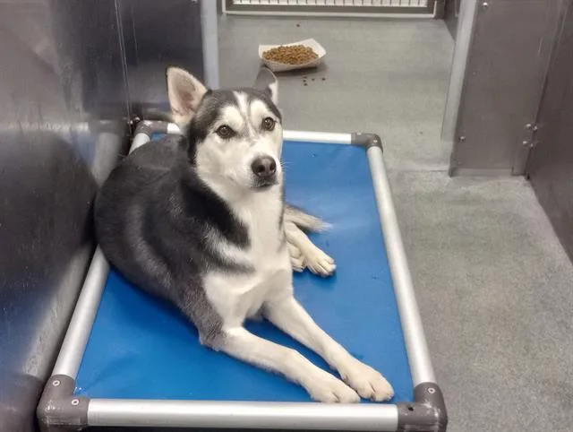 An adult large-sized male Mixed Breed dog named Righteous for adoption in Dallas, TX
