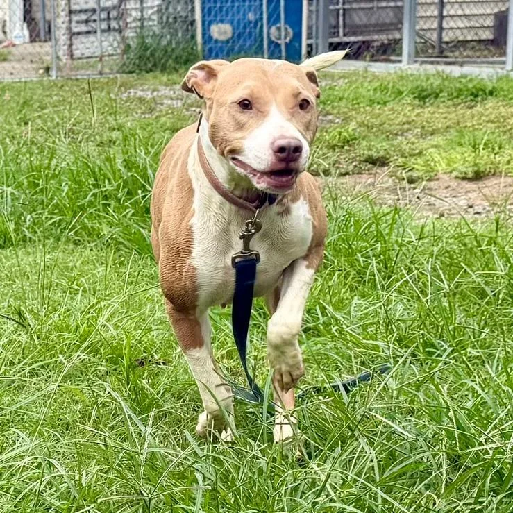 A young medium-sized female Yellow / Tan / Blond / Fawn Mixed Breed dog named Keri for adoption in Bennettsville, SC