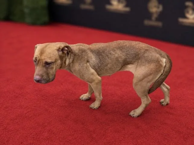 An adult large-sized female Pit Bull Terrier dog named Emjay for adoption in Los Angeles, CA