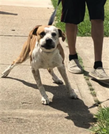 A young large-sized male Mixed Breed dog named Freckles for adoption in Dallas, TX