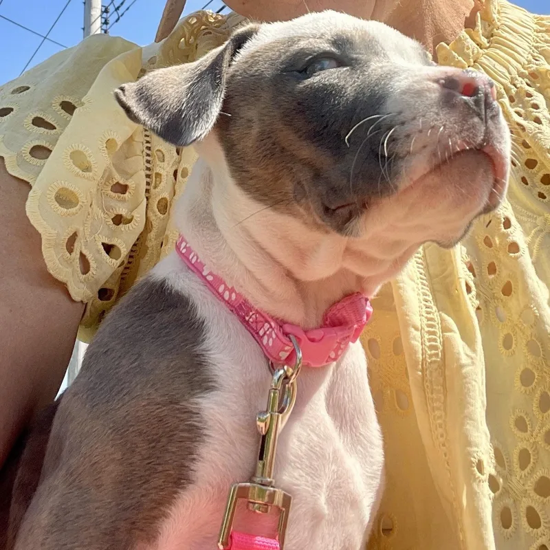 A baby medium-sized female White / Cream Pit Bull Terrier dog named Tanner for adoption in Schenectady, NY