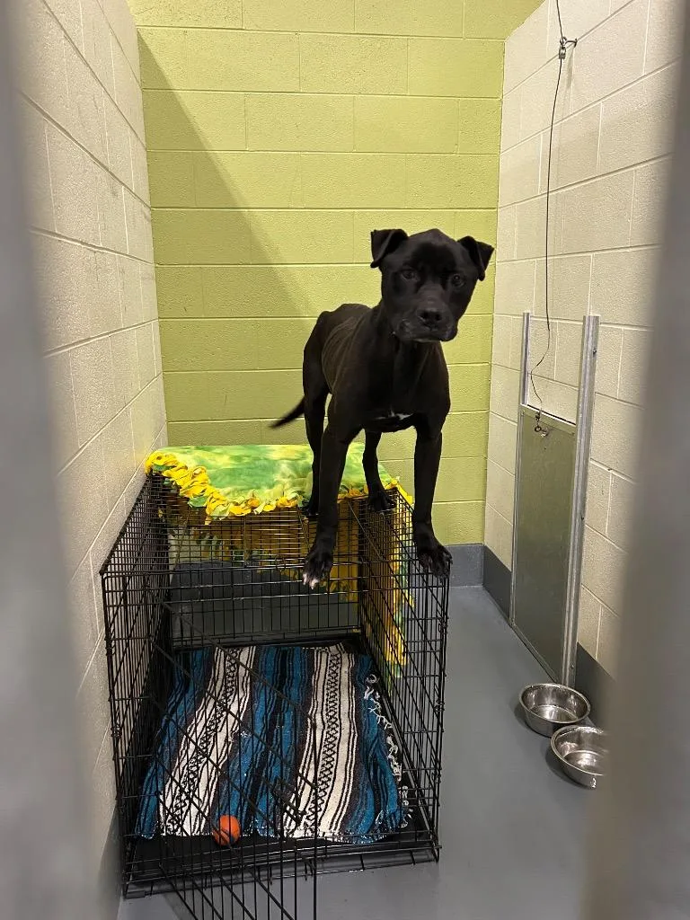 Ceasarcharles thumbnail 2