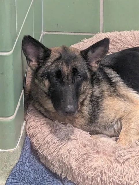 An adult large-sized female German Shepherd Dog dog named Momma for adoption in Dallas, TX