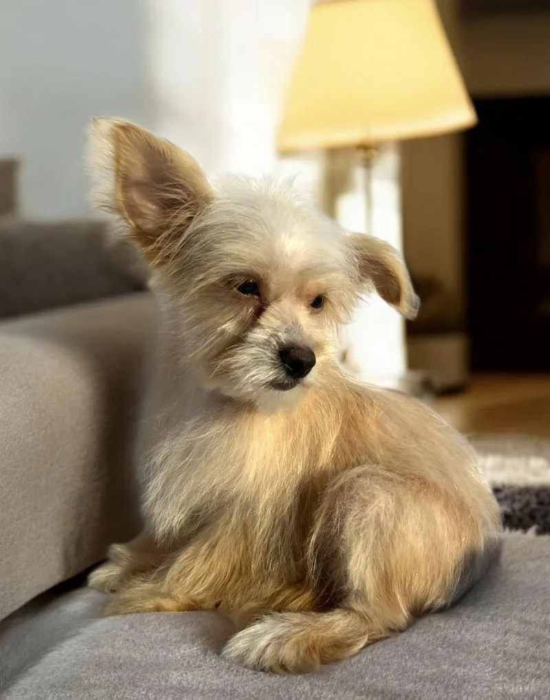 A baby small-sized male Apricot / Beige Yorkshire Terrier dog named Mr Snuggles for adoption in Hawthorne, CA