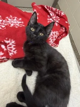 A baby small-sized male Domestic Short Hair cat named Shadow for adoption in Westland, MI