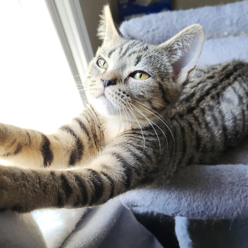A baby small-sized male Gray / Blue / Silver Domestic Short Hair cat named Cyril for adoption in Fredericksburg, VA