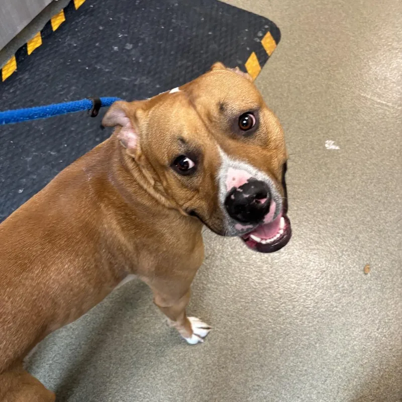 An adult large-sized male Yellow / Tan / Blond / Fawn Pit Bull Terrier dog named Rico for adoption in Council Bluffs, IA
