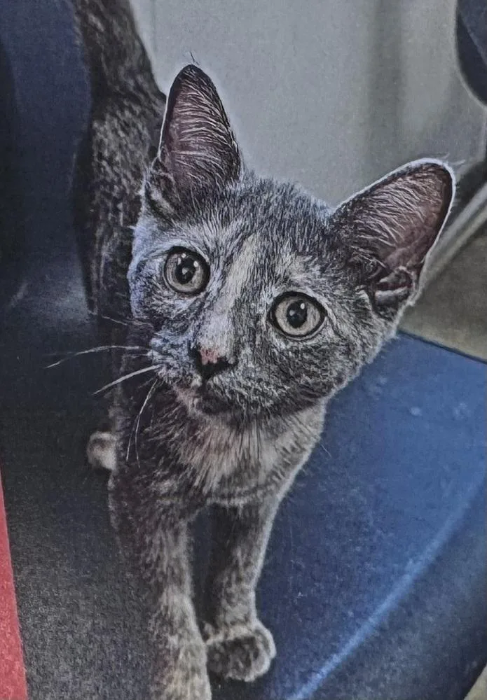 A young small-sized female Tortoiseshell Domestic Short Hair cat named Albacore for adoption in Fort Madison, IA
