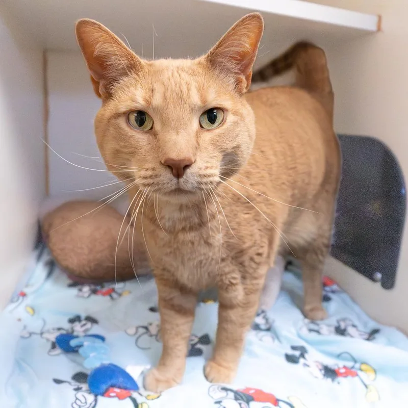 An adult medium-sized male Orange / Red Domestic Medium Hair cat named Augie for adoption in South Elgin, IL