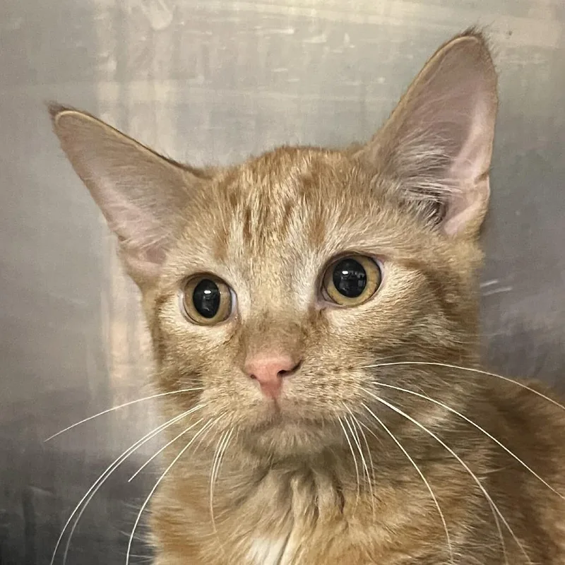 A baby medium-sized male Orange / Red Domestic Short Hair cat named Oogie Boogie for adoption in Owosso, MI