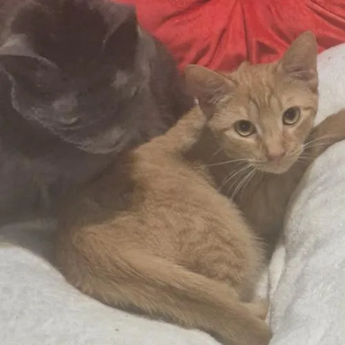 A young medium-sized male Tabby (Orange / Red) Domestic Short Hair cat named Benny for adoption in Tampa, FL