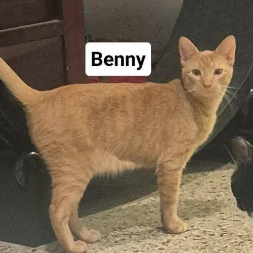 Benny thumbnail 6