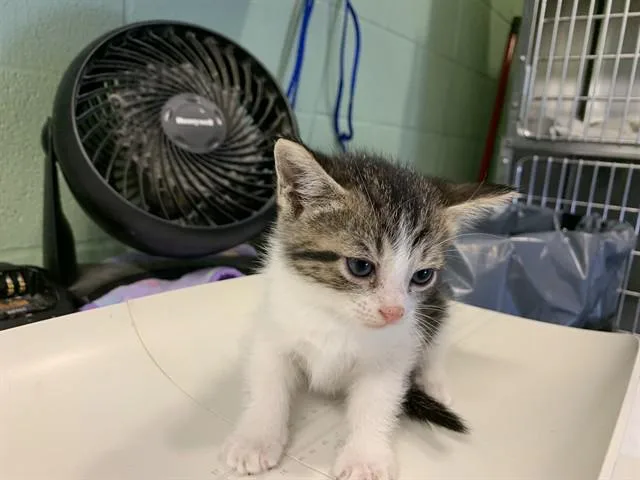 A baby small-sized female Domestic Short Hair cat named Velvet for adoption in Grand Prairie, TX