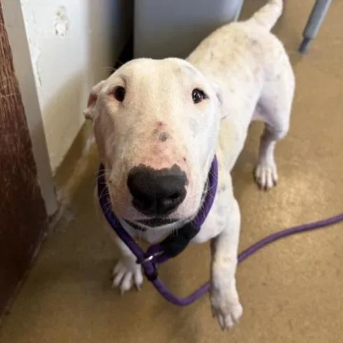 An adult medium-sized female Bull Terrier dog named Sonya for adoption in San Antonio, TX