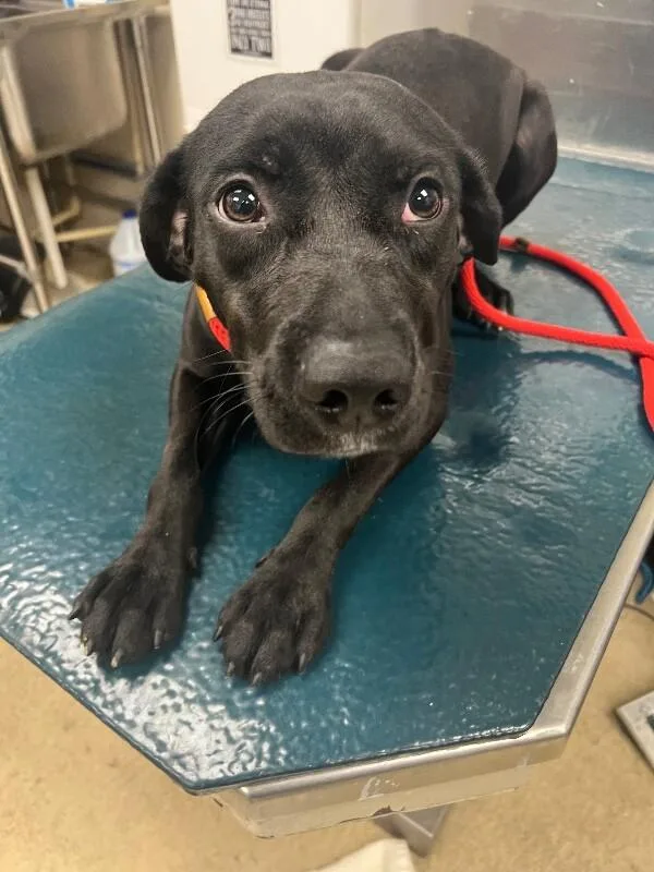 An adult medium-sized female Black Boxer dog named Margo for adoption in Mobile, AL