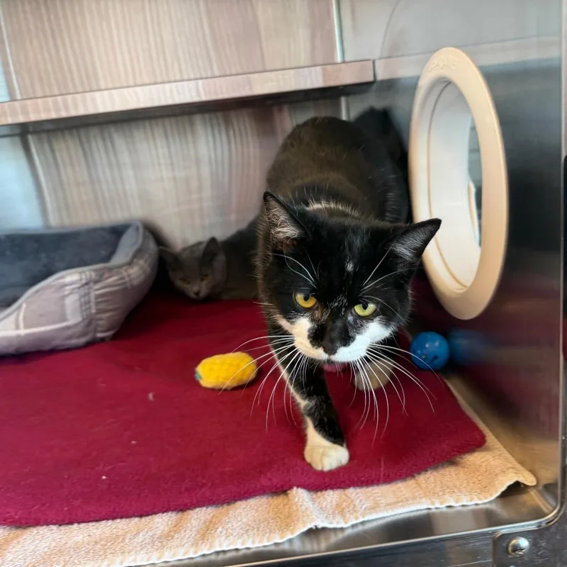 A baby medium-sized male Gray / Blue / Silver Domestic Short Hair cat named Snuggles for adoption in Madisonville, TN