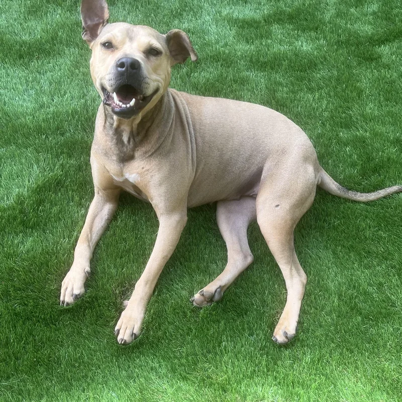 An adult medium-sized female Terrier dog named Prima for adoption in Cornelius, NC