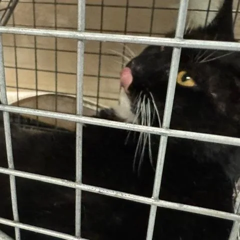 A young small-sized male Black Manx cat named Picasso for adoption in Abingdon, MD