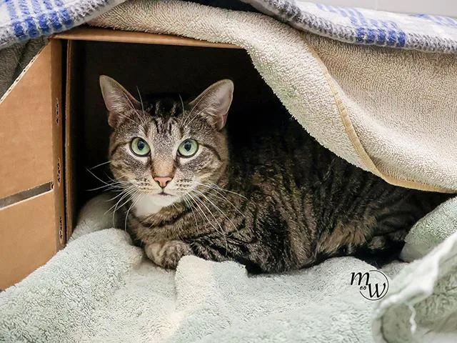 A young small-sized female Domestic Short Hair cat named Laney for adoption in Omaha, NE