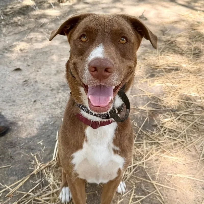 A young medium-sized male Brown / Chocolate Labrador Retriever dog named Apple Connie Professional Lovebug for adoption in Friendswood, TX