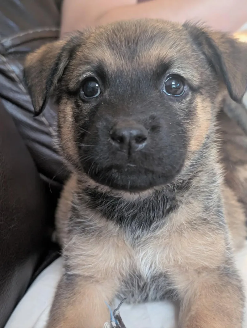 A baby large-sized male Shepherd dog named Vincent for adoption in Holly Springs, NC