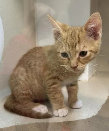 A baby small-sized male Domestic Short Hair cat named Cinna for adoption in Bellevue, WA