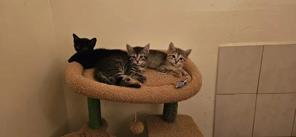 A baby small-sized female Domestic Short Hair cat named Bubbles for adoption in Ridgewood, NY