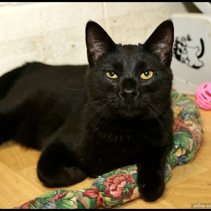 A young medium-sized male Domestic Short Hair cat named Spike for adoption in Shippenville, PA