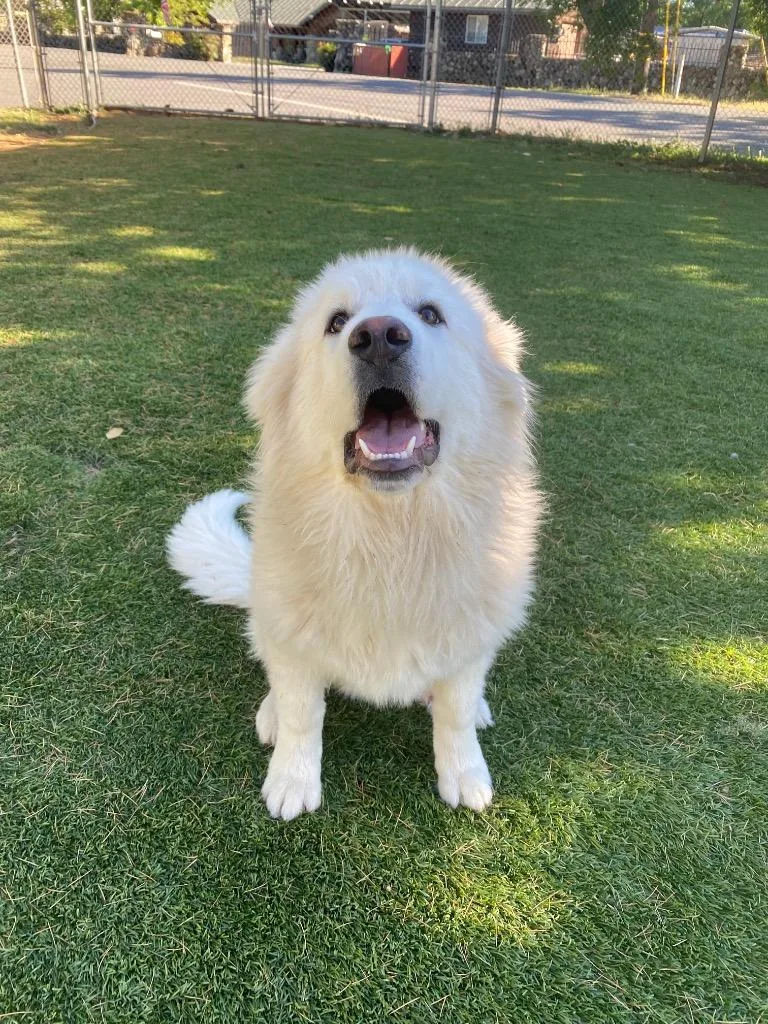A baby large-sized male Great Pyrenees dog named Biscuits for adoption in Chico, CA