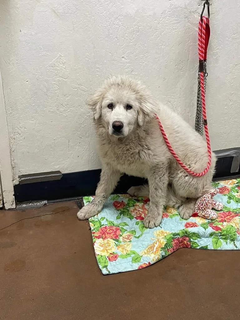 Biscuits thumbnail 2