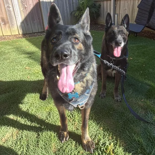 An adult large-sized male German Shepherd Dog dog named Shadow for adoption in Las Vegas, NV