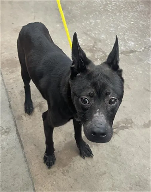 An adult medium-sized female Mixed Breed dog named Madam for adoption in Dallas, TX