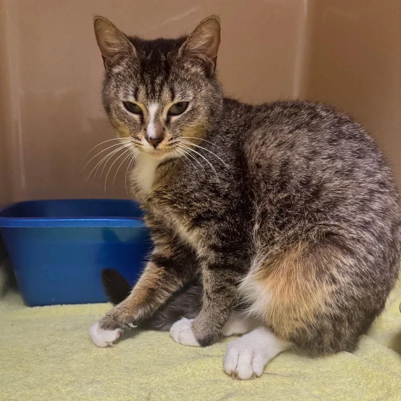 A young medium-sized female Buff / Tan / Fawn Domestic Short Hair cat named Betsy for adoption in Blue Ridge, GA