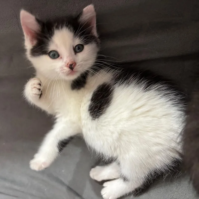 A baby small-sized male Black Domestic Medium Hair cat named Pepper for adoption in Buffalo, MN