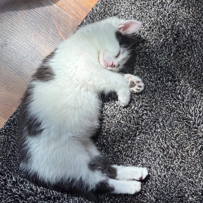 Pepper thumbnail 2