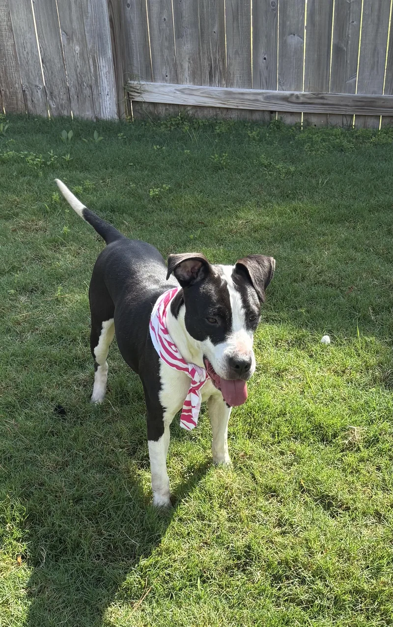 An adult medium-sized female Black Pit Bull Terrier dog named Addie for adoption in Mooresville, NC