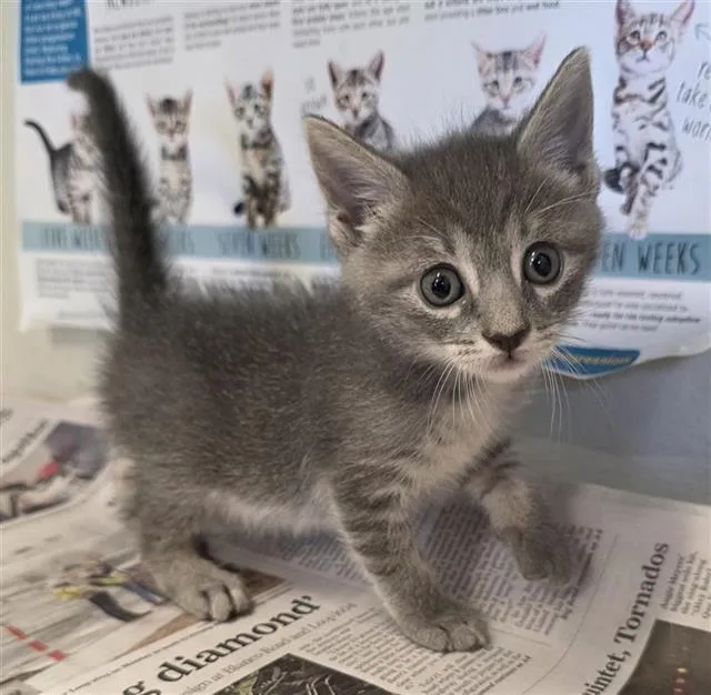 A baby small-sized male Domestic Short Hair cat named Moo Moo for adoption in San Antonio, TX