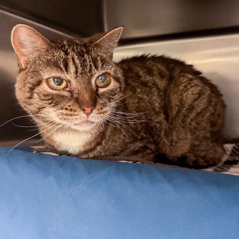 A senior medium-sized female Brown / Chocolate Domestic Short Hair cat named Hunni for adoption in Kennebunk, ME