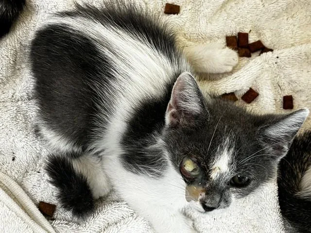 A baby small-sized female Domestic Short Hair cat named Aughra for adoption in Fort Lauderdale, FL